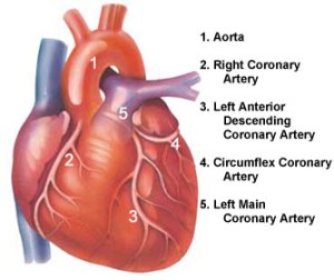 coronary_arteries
