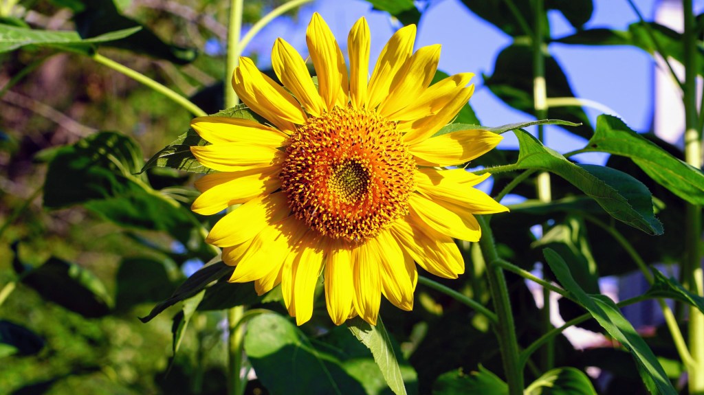 The lure of&nbsp;sunflowers